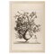 12" x 16" Vintage Vase in Sepia Framed Wall Art, Contemporary Floral Home Décor, Glass Facing and Hanging Hardware Included